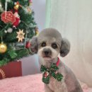 몽실 애견미용 이미지