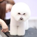 로라펫살롱 이미지