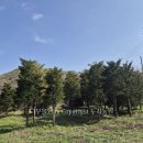 소나무정원 이미지