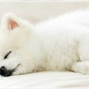 멍샵 강아지분양 인천본점 이미지