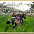 정순농장 Daum카페