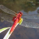 고추잠자리 이미지