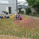 안강4리 이미지