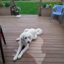 강아지의 하루 이미지