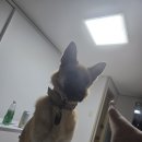 꽃비산책