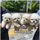 전주강아지분양 미니퍼피 가정견사 직영 | 전주 미니퍼피 강아지분양 가정견사 방문 후기:)