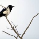 까치소리 이미지