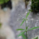 산갈퀴 Galium pogonanthum Franch. &amp; Sav. 이미지