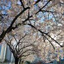 어의정로 이미지