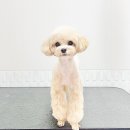 까리하개 이미지