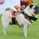 도그뷰티 이미지