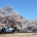 안일초등학교백야분교장 이미지