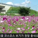 경산 코스모스 꽃밭영상/오라버니 이미지