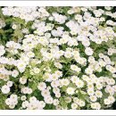 사랑은 아름다워라 이미지