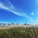 평택 원평나루 억새축제 이미지