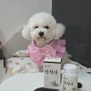 강아지눈물자국 관리 방법 견생담 견청안 한방약사가 만든 눈영양제 후기