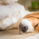 우리강아지(My Dog) 이미지