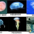 해파리 대처..응급처치법..기사. 2009-08-07 14:11 이미지