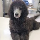 스탠푸켄넬 이미지