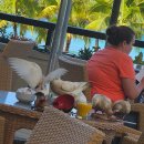 세 친구, 하와이 여행 - 말라사다 도넛, 모자섬, 쿠알로아 랜치 무비사이트 이미지