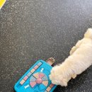 댕댕놀이터 아라점 이미지