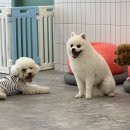 펫티즈 이미지