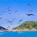 부산갈매기 이미지