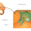 카이로프락틱 이미지