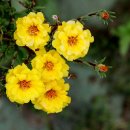 산청(통영) 이미지