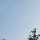 송백로-2 이미지