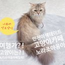 노라조 야옹아 이미지