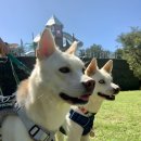 퍼피월드제주 | 제주 반려견 테마파크, 퍼피월드 방문 후기(입장료 할인, 무료)