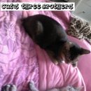 자장자장 이미지