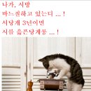 바느질하는고양이 이미지