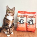 캣 팰리스 이미지