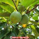 평화레저타운 이미지