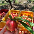 신비농장 이미지