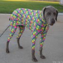 간지나 개 이미지