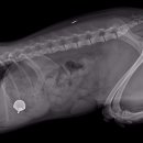 다빈치동물병원 이미지