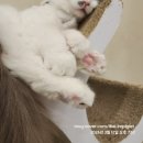 고양이카페 루프캣미 명동점 이미지