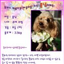 꽃님이 이미지