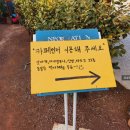 카카오 이미지