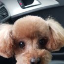 제이 그루밍 이미지