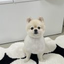 몽툭 | [review] 몽툭, 안양 강아지 미용 애견미용 반려견미용 내돈내산 솔직 후기