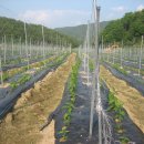 할머니농장 이미지