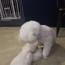 까네지노 이미지