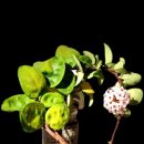 첼시BP