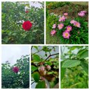 오월의여왕 이미지