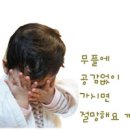 하남애견훈련소 | [애견훈련소 추천]문제견 꼼양의 개화천선 강아지 훈련소 하남애견훈련소