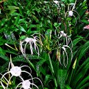 수선화과의 구근식물 거미백합(Hymenocallis) 이미지